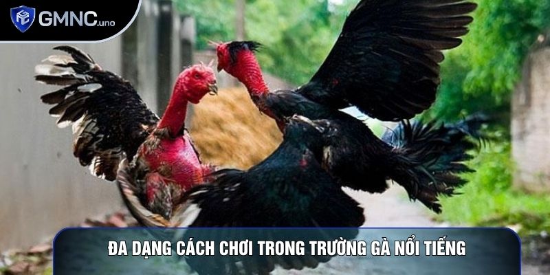 Đa dạng cách chơi trong trường gà nổi tiếng Đa dạng cách chơi trong trường gà nổi tiếng