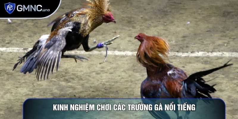 Kinh nghiệm chơi các trường gà nổi tiếng Kinh nghiệm chơi các trường gà nổi tiếng