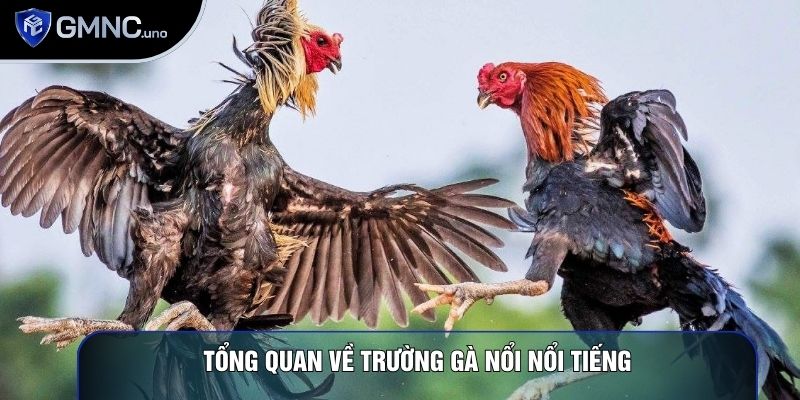 Tổng quan về trường gà nổi nổi tiếng Tổng quan về trường gà nổi nổi tiếng