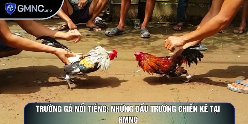 Trường gà nổi tiếng: Những đấu trường chiến kê hấp dẫn nhất 1 Trường gà nổi tiếng: Những đấu trường chiến kê hấp dẫn nhất